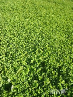 高度40厘米白车轴草