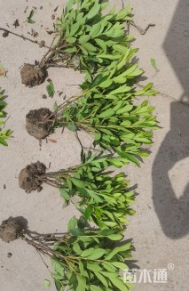 冠幅100厘米毛鹃球