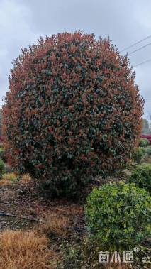 冠幅200厘米红叶石楠球