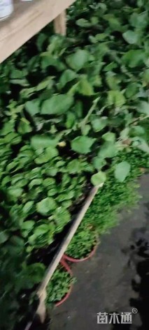 高度20厘米紫苏