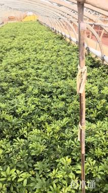 高度30厘米鸭脚木