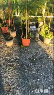 高度100厘米松谷蹄盖蕨