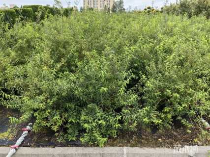 高度100厘米溲疏