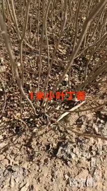 高度100厘米丁香小苗