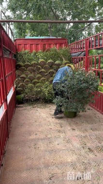 高度100厘米嘉宝果