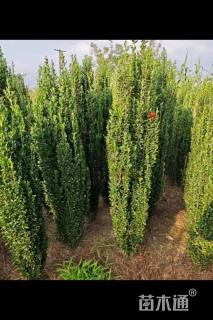 高度120厘米直立冬青