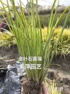 金叶石菖蒲