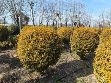 冠幅60厘米金叶女贞球