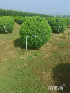 冠幅100厘米桧柏球