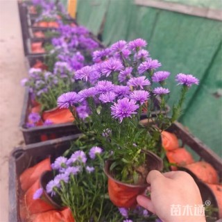 高度20厘米翠菊