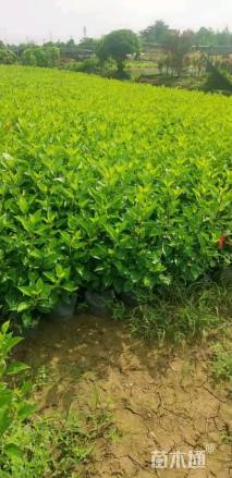 高度50厘米大红花