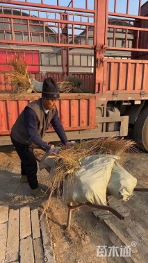 高度70厘米荻草