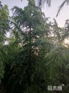 高度600厘米雪松