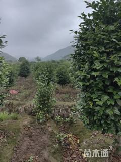 高度200厘米茶梅