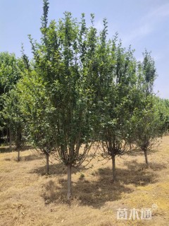 10公分西府海棠