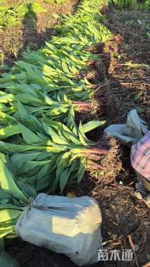 高度30厘米红花美人蕉