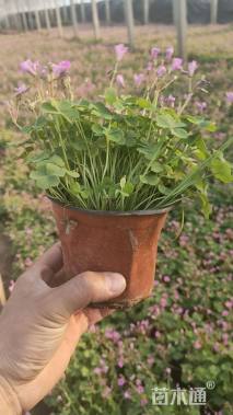 高度10厘米红花酢浆草