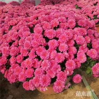 高度35厘米菊花