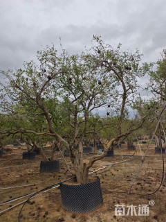 10公分造型石榴