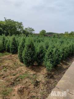 高度180厘米河南桧
