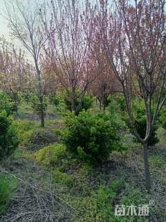 冠幅60厘米大叶黄杨球