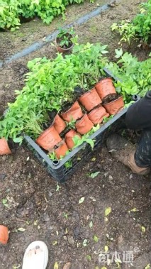 高度25厘米火焰南天竹