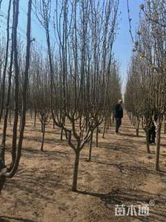 16公分西府海棠