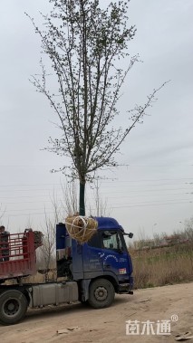 12公分甜茶海棠