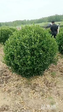 冠幅120厘米卫矛球