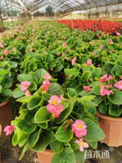 高度30厘米四季海棠