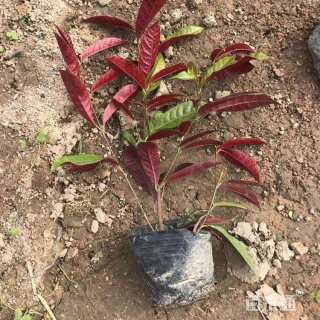 高度29厘米红背桂