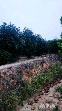 高度300厘米中华石楠