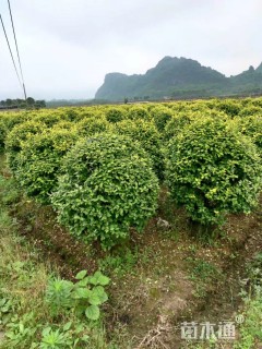 金叶女贞球