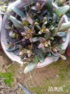 高度10厘米筋骨草