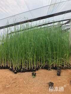 高度30厘米荷花