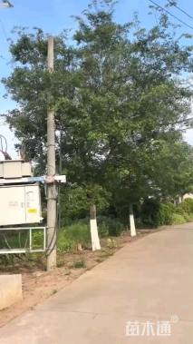 高度800厘米丛生元宝枫