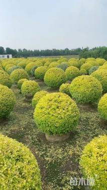 冠幅190厘米亮晶女贞球