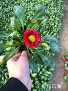 高度15厘米雏菊