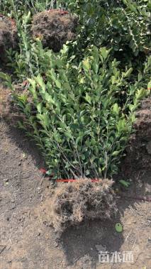 高度40厘米大叶黄杨