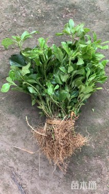 高度20厘米富贵草