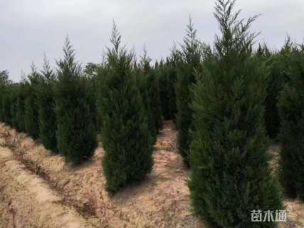 高度700厘米蜀桧