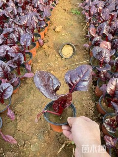 高度10厘米红叶甜菜