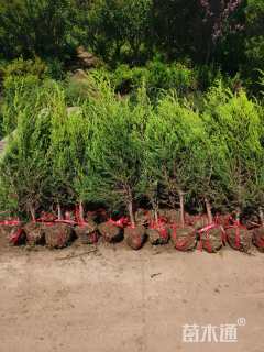 高度100厘米刺柏