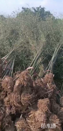 地栽苗斑竹