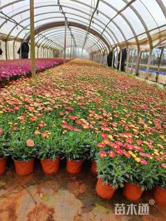 高度10厘米玛格丽特花