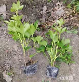 20厘米熊掌木