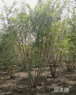 高度500厘米丛生元宝枫