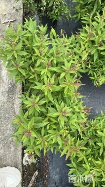 高度30厘米粉花绣线菊