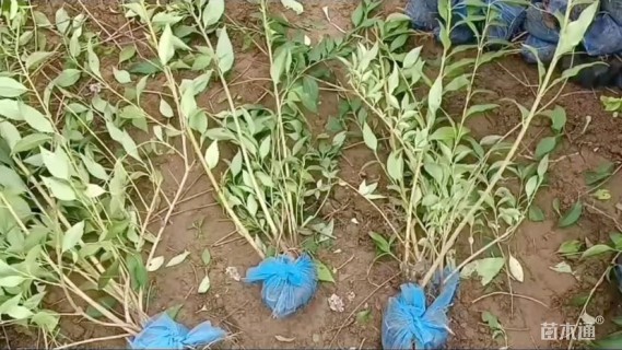 高度100厘米连翘