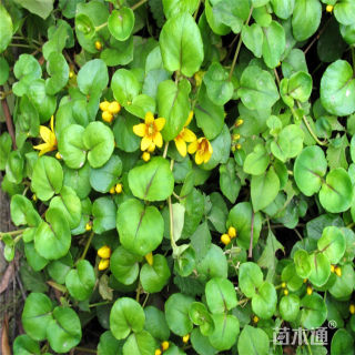 马蹄金种子